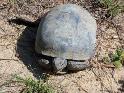 gopher tortoise,