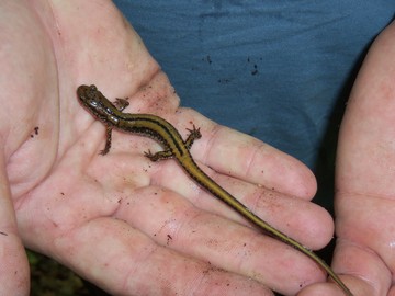 Three-lined salamander