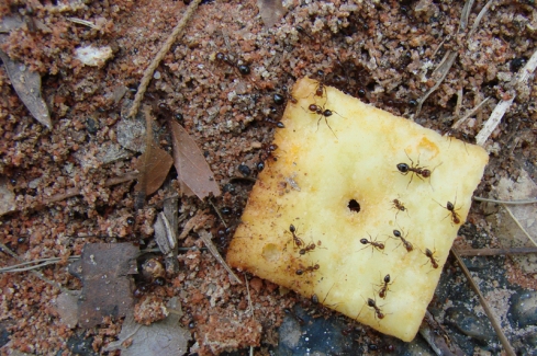 Fire ants recruit quickly to Cheez-Its, defending them from rival ants with venomous stingers and a surly disposition. 