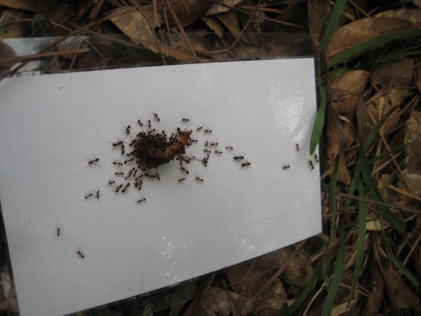 Fire ants are pretty keep on mealworms, too.