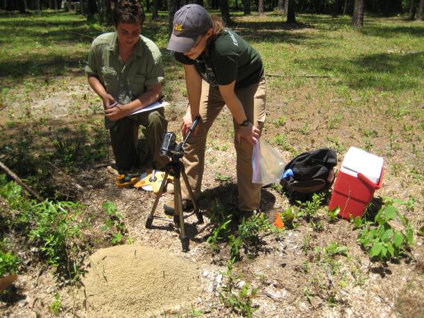 Gail and Mark testing a large fire ant mound.