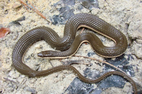 A pregnant female Queen Snake, Regina septemvittata. Credit: Sean Graham
