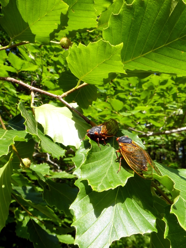 Cicadas working on their tans in the sunshine