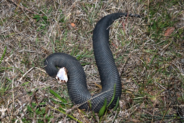 A Cottonmouth from the Everglades showing the display for which it is named.