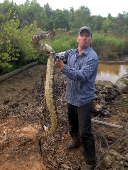 Dr. Sean Graham does his best to become an internet sensation by displaying a cottonmouth using the standard forced perspective method so that it appears to be of monstrous size. However, this snake is actually only a little over 3 ft. long. The camera really does add a few pounds.