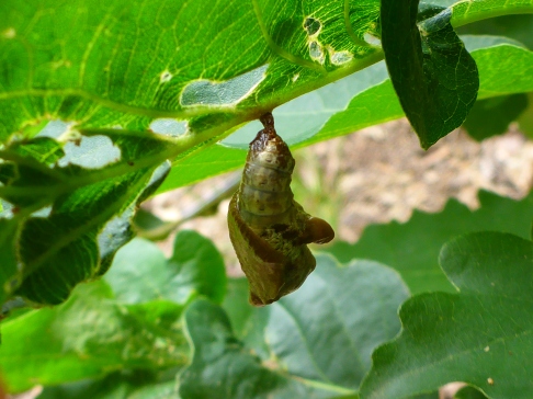 A chrysalis found hanging from a small plant.  I wonder what is going to emerge from it?