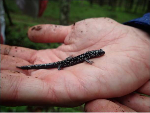 Chris Thawley holding a slimy salamander. Photo taken by Tracy Langkilde. 