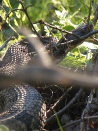 Timber Rattlesnake from Ohio