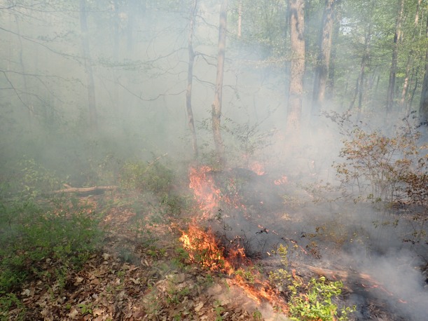 Fire line making its way through the underbrush.