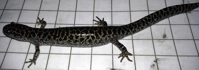 Reticulated flatwoods salamander (5)_cropped 3