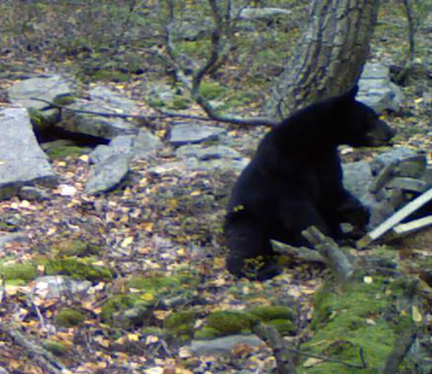 Bear sitting down and swatting the camera round and round.... jerk.