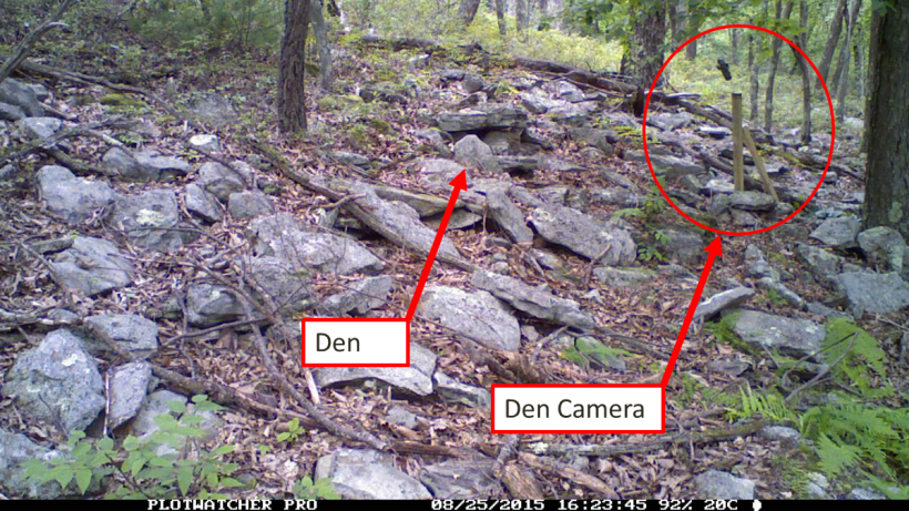 Camera positioned directly in front of rattlesnake den.