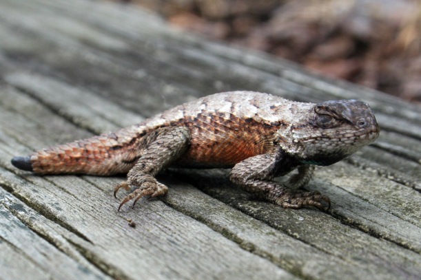 Fence lizard with a regenerating tail.