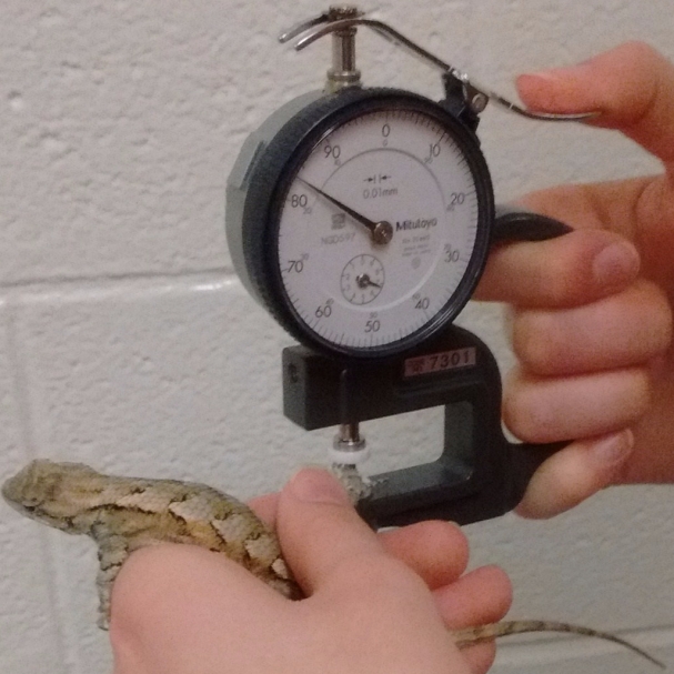 Using a dial caliper to measure the foot thickness of a lizard.